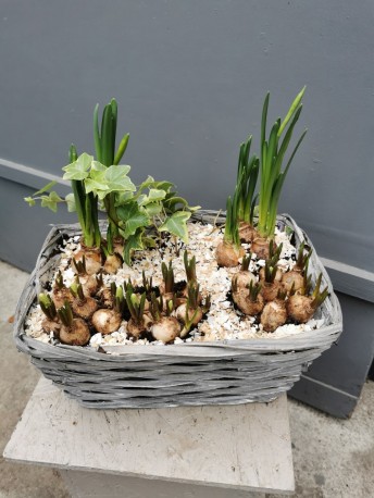 Wicker Planter