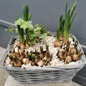 Wicker Planter